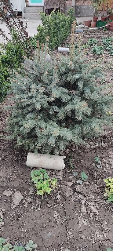 Ель голубая (Picea pungens, голубая ель) для декоративного озеленения at lalafo.kg Ель голубая (Picea pungens, голубая ель) для декоративного озеленения