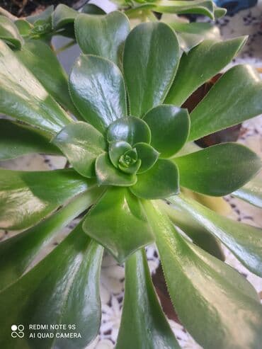 Цветы распродажа от 100 сом остатки до 1300 сом. Живу рядом с Дордой at lalafo.kg Цветы распродажа от 100 сом остатки до 1300 сом. Живу рядом с Дордой