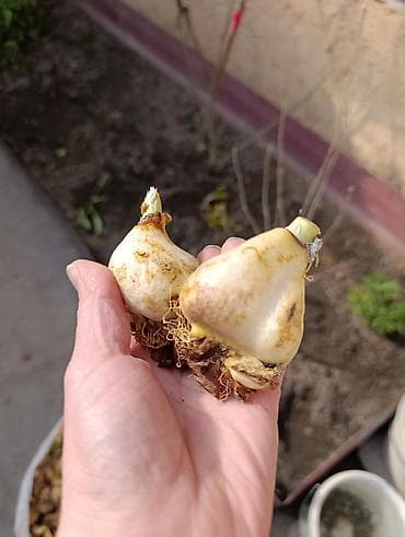 Луковицы тюльпанов с выгонки. Если сейчас посадить будут цвести в 2027 at lalafo.kg Луковицы тюльпанов с выгонки. Если сейчас посадить будут цвести в 2027