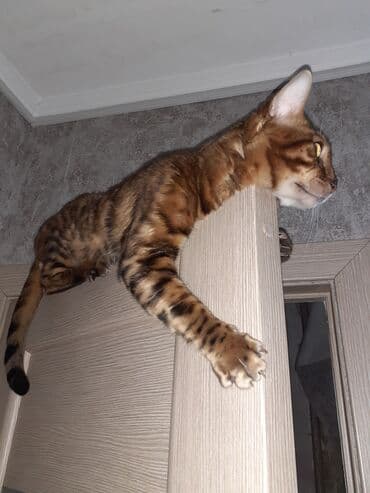 Вязка: Бенгальская, Мальчик, 3 года at lalafo.kg Вязка: Бенгальская, Мальчик, 3 года