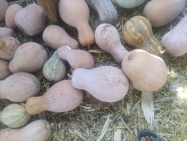 Тыква at lalafo.kg Тыква