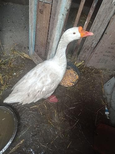 Гусак at lalafo.kg Гусак