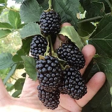 Продаётся саженцы ежевика сорт лохнесс, оптовая цена шт.50 сом at lalafo.kg Продаётся саженцы ежевика сорт лохнесс, оптовая цена шт.50 сом