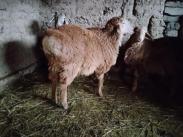 Продаю | Овца (самка) | Для разведения at lalafo.kg Продаю | Овца (самка) | Для разведения