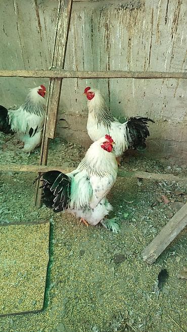Продаю | Петух | Брама | Для разведения at lalafo.kg Продаю | Петух | Брама | Для разведения
