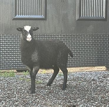 Продаю | Овца (самка), Ягненок | Романовская | Для разведения | Котные, Матка, Ярка at lalafo.kg Продаю | Овца (самка), Ягненок | Романовская | Для разведения | Котные, Матка, Ярка