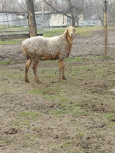 Продаю | Овца (самка) | Для разведения at lalafo.kg Продаю | Овца (самка) | Для разведения