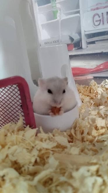 Хорьки: Отдам в хорошие руки двоих за 1000 сом 2 девочки ручные ласковые не at lalafo.kg — 3 Хорьки: Отдам в хорошие руки двоих за 1000 сом 2 девочки ручные ласковые не — 3