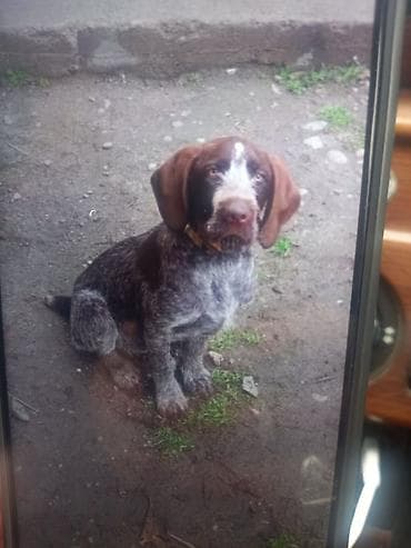 Порода: щенок жесткошёрстной легавой (дратхаар/типа немецкого пойнтера at lalafo.kg Порода: щенок жесткошёрстной легавой (дратхаар/типа немецкого пойнтера