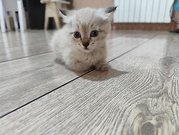 Котёнок сиамского окраса: пушистый мех с тёмными поинтами, большие at lalafo.kg Котёнок сиамского окраса: пушистый мех с тёмными поинтами, большие