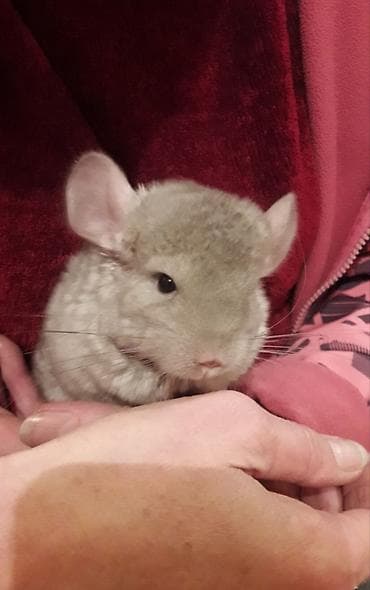 Хорьки: Шиншилла, окрас бежевый Пушистая густая шерсть, большие округлые уши at lalafo.kg — 3 Хорьки: Шиншилла, окрас бежевый Пушистая густая шерсть, большие округлые уши — 3