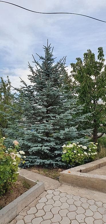 Продаю голубые ёлки, высота 7м at lalafo.kg Продаю голубые ёлки, высота 7м