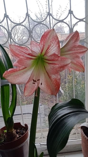 Комнатные растения в горшках. - Гиппеаструм (амариллис) с крупными at lalafo.kg Комнатные растения в горшках. - Гиппеаструм (амариллис) с крупными