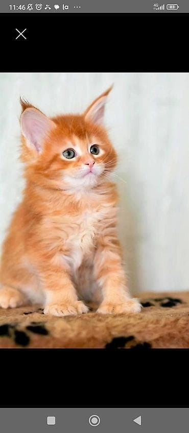 Мейн-кун, 1 месяц, Мальчик, Красный, Приучена к лотку at lalafo.kg Мейн-кун, 1 месяц, Мальчик, Красный, Приучена к лотку