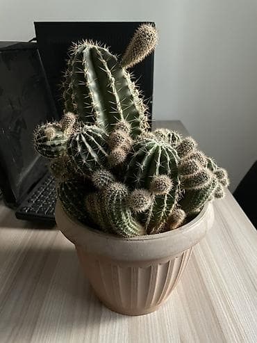 Крупный комнатный кактус в горшке - Вид: шаровидно-столбчатый кактус at lalafo.kg Крупный комнатный кактус в горшке - Вид: шаровидно-столбчатый кактус