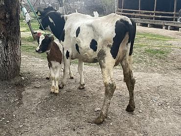 Продаю | Корова (самка) at lalafo.kg Продаю | Корова (самка)