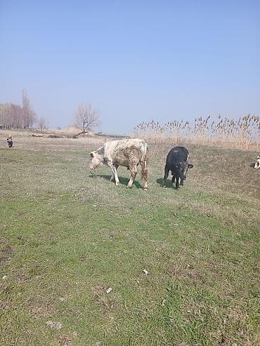 Продаю | Бык (самец) | Бельгийская | Для разведения | Осеменитель at lalafo.kg Продаю | Бык (самец) | Бельгийская | Для разведения | Осеменитель