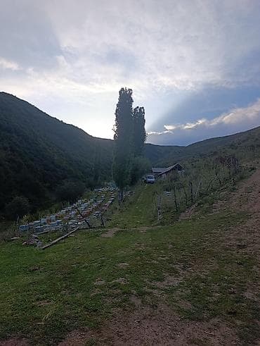 Продаю токтогульский горный мёд только оптом гарантия качества без lalafo.kg да Продаю токтогульский горный мёд только оптом гарантия качества без