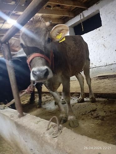 Продаю | Бык (самец) | На откорм | Привязанные at lalafo.kg Продаю | Бык (самец) | На откорм | Привязанные