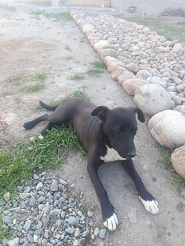 Собака даром: Дворняжка, 4 месяца, Самец, С прививкой at lalafo.kg Собака даром: Дворняжка, 4 месяца, Самец, С прививкой