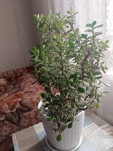 Толстянка (Crassula ovata, денежное дерево) в декоративном кашпо. - at lalafo.kg Толстянка (Crassula ovata, денежное дерево) в декоративном кашпо. -