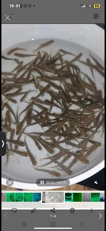 Продаю малька форели Испания 3гр в количестве 100 тыщ at lalafo.kg Продаю малька форели Испания 3гр в количестве 100 тыщ