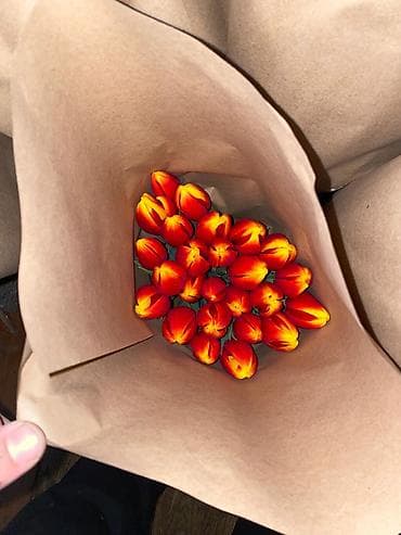 TagAZ: Тюльпаны с луковицей. - Свежесрезанные тюльпаны с плотными at lalafo.kg — 3 TagAZ: Тюльпаны с луковицей. - Свежесрезанные тюльпаны с плотными — 3