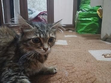 Беспородная, 3 месяца, Девочка, Приучена к лотку at lalafo.kg Беспородная, 3 месяца, Девочка, Приучена к лотку