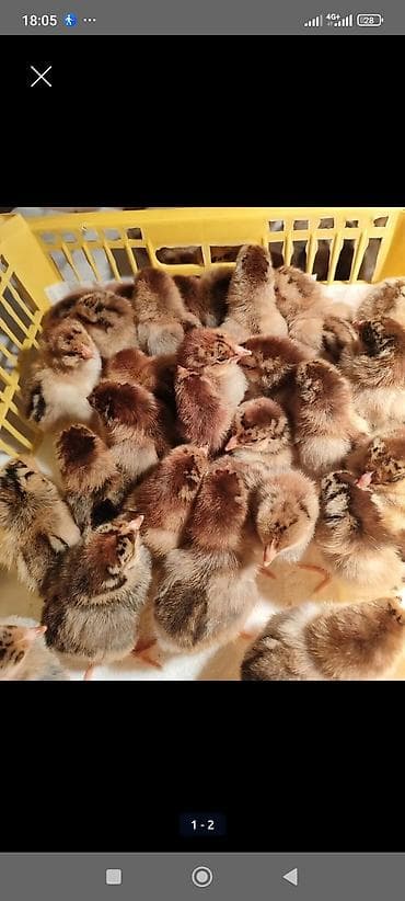 Продаю | Цыплята at lalafo.kg Продаю | Цыплята