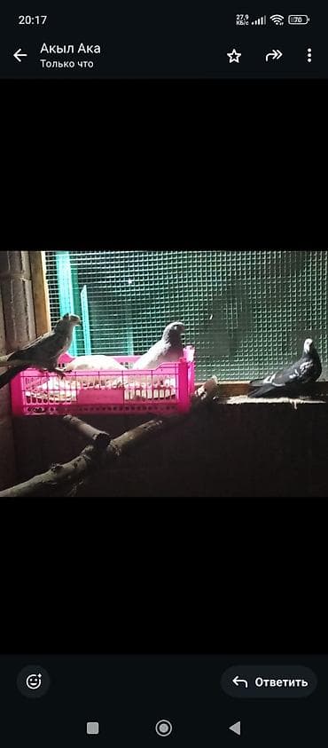 Голуби декоративные/летные (несколько особей) - Разные окрасы: белые at lalafo.kg Голуби декоративные/летные (несколько особей) - Разные окрасы: белые