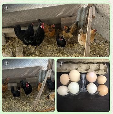 Продаю | Куры at lalafo.kg Продаю | Куры