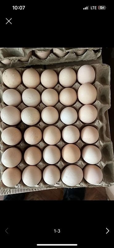 Куриные яйца в лотках Продаю яйца местные примой с фабрики готов at lalafo.kg Куриные яйца в лотках Продаю яйца местные примой с фабрики готов