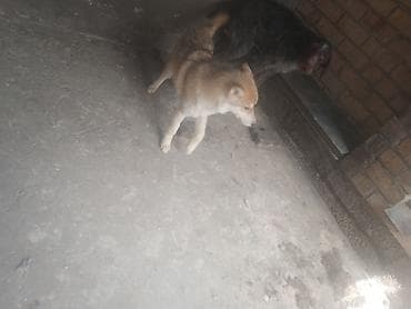 6 месяцев, Самец at lalafo.kg 6 месяцев, Самец