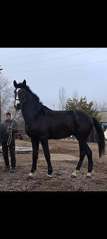 Продаю | Жеребец | Для разведения | Племенные at lalafo.kg Продаю | Жеребец | Для разведения | Племенные