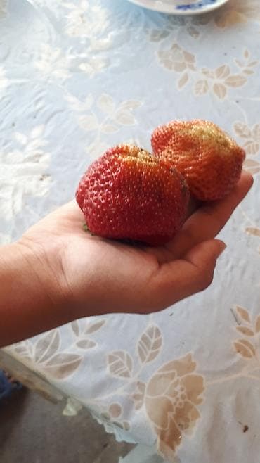 Рассада клубники. Сорт Гигантелла. И Альбион .Очень крупная ягода at lalafo.kg Рассада клубники. Сорт Гигантелла. И Альбион .Очень крупная ягода