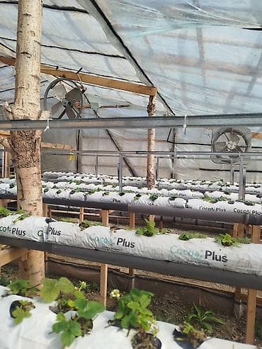 Комплект для выращивания клубники в теплице на кокосовом субстрате - at lalafo.kg Комплект для выращивания клубники в теплице на кокосовом субстрате -