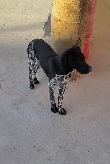 Курцхаар, 6 месяцев, Самец, С прививкой at lalafo.kg Курцхаар, 6 месяцев, Самец, С прививкой