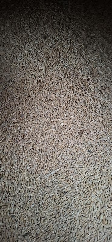 Арпа урук сатылат, сорт Нутанс, репродукция элита 750кг, под комбайн at lalafo.kg Арпа урук сатылат, сорт Нутанс, репродукция элита 750кг, под комбайн