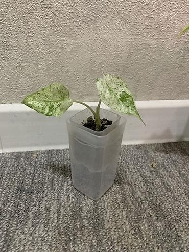 Алоказия Одора Батик. Продажа излишков экзотических растений из at lalafo.kg Алоказия Одора Батик. Продажа излишков экзотических растений из