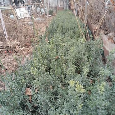 Самшит: Саженцы декоративных растений для озеленения участка и живых lalafo.kg да — 2 Самшит: Саженцы декоративных растений для озеленения участка и живых — 2