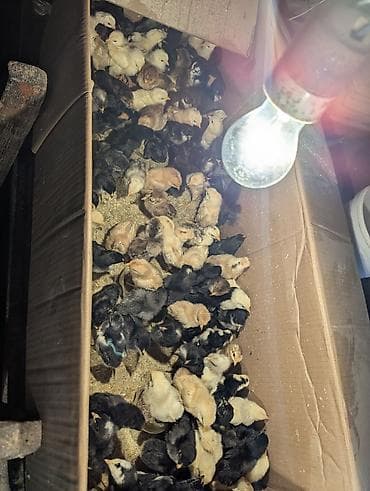 Продаю | Цыплята | Домашняя | Несушки at lalafo.kg Продаю | Цыплята | Домашняя | Несушки