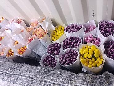 LED гирляндалар: Тюльпаны срезанные — упаковки по 25 шт. Ассортимент: - однотонные lalafo.kg да — 1 LED гирляндалар: Тюльпаны срезанные — упаковки по 25 шт. Ассортимент: - однотонные — 1