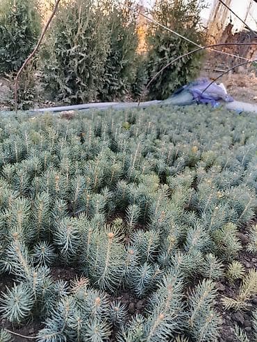 Семена деревьев: Ели, Самовывоз at lalafo.kg Семена деревьев: Ели, Самовывоз