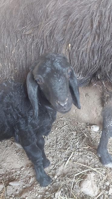 Продаю | Овца (самка) | Для разведения | Матка at lalafo.kg Продаю | Овца (самка) | Для разведения | Матка