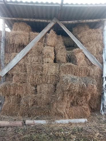 1 укос чеп находимся возле 4 гор больницы кун-туу at lalafo.kg 1 укос чеп находимся возле 4 гор больницы кун-туу