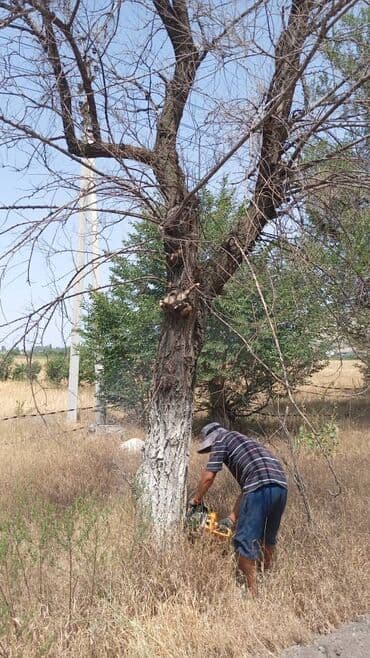 Услуги по спилу и обрезке деревьев спил.пилим.валка.дрова - Спил at lalafo.kg Услуги по спилу и обрезке деревьев спил.пилим.валка.дрова - Спил