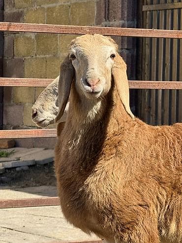 Продаю | Ягненок, Баран (самец) | Арашан | Для разведения | Племенные at lalafo.kg Продаю | Ягненок, Баран (самец) | Арашан | Для разведения | Племенные