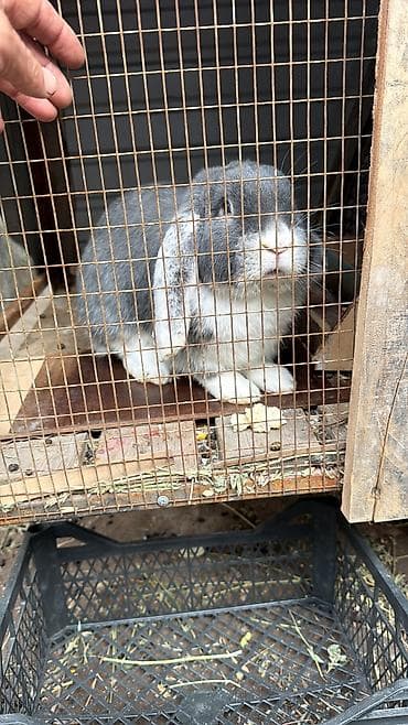 Продаю | Кролик самец at lalafo.kg Продаю | Кролик самец