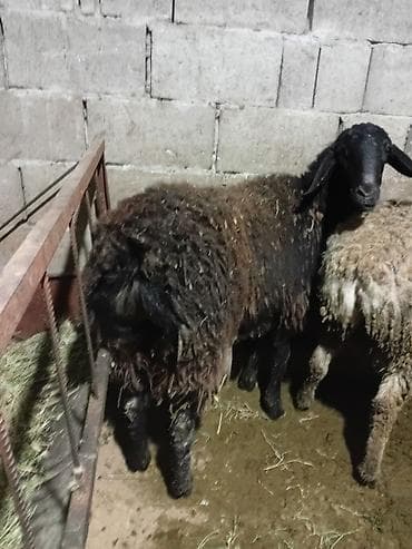 Продаю | Овца (самка) | Эдильбаевская, Арашан, Гиссарская | Для разведения, На забой, Для шерсти | Матка, Ярка, Племенные at lalafo.kg — 2 Продаю | Овца (самка) | Эдильбаевская, Арашан, Гиссарская | Для разведения, На забой, Для шерсти | Матка, Ярка, Племенные — 2