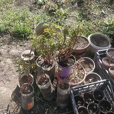 Саженцы декоративных кустарников и многолетников в контейнерах. В at lalafo.kg Саженцы декоративных кустарников и многолетников в контейнерах. В